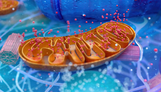 Zdrowe Mitochondria – Twoja Energia do Długowieczności